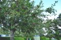appelboom